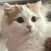 寧々音の画像