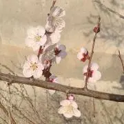 めいめいの画像