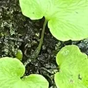 Uiui