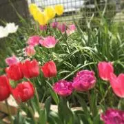 MIZUHO【29日〜31日発送お休み】の画像