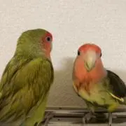 コジャ・ルルの画像