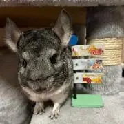 あんずママ