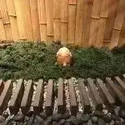 さくらの画像