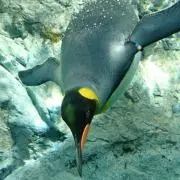 りつかの画像