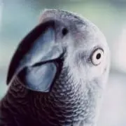 とりの画像