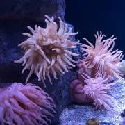 keiの画像
