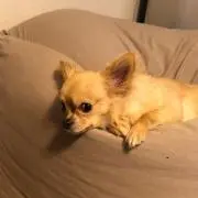 ななの画像