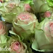 アリスの画像