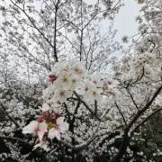 レオンの画像