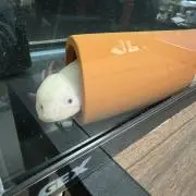 いーさんの画像