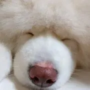 はち子