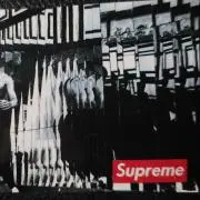 松の画像