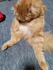 しずくの画像