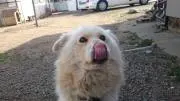 パオの画像