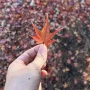 sobatsuyuの画像