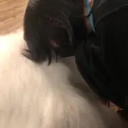 すずめの画像