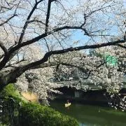 miho ※プロフ必読の画像