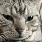 かず