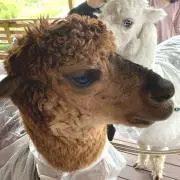 tmの画像
