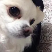 小西 ちひろ