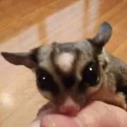 ナッツの画像