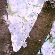 ⭐︎⭐︎⭐︎星