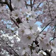 Kの画像