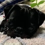ようこの画像