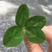 ゆみぱんの画像