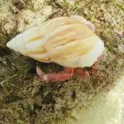 海人JINの画像