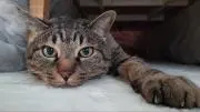 ととの画像