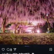 SHIの画像
