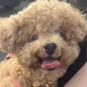 むぎすけの画像
