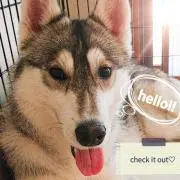 Bellの画像