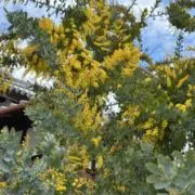 UF1920の画像