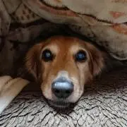 さっちゃん