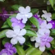 ゆで玉子