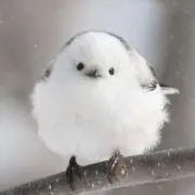 gooの画像