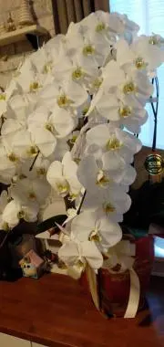胡蝶蘭の画像
