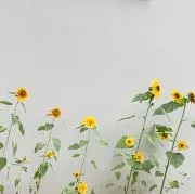 ＊taihana＊プロフ必読お願いしますの画像