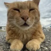 さっちゃんの画像