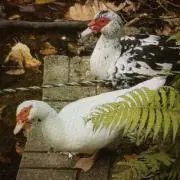 さいぞう