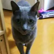 ルビー