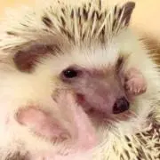 サクの画像
