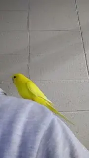 curitarouの画像