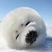 rumiの画像