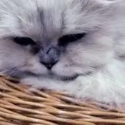 マナオ