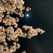 ぴの画像