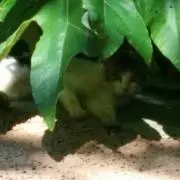 ごん