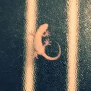 黒猫の画像